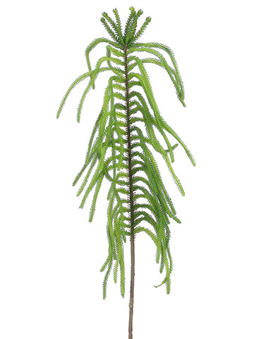 Norfolk Pine Branch