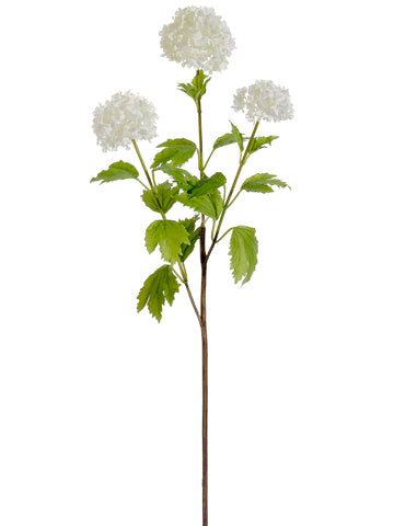 Snowball Viburnum - White