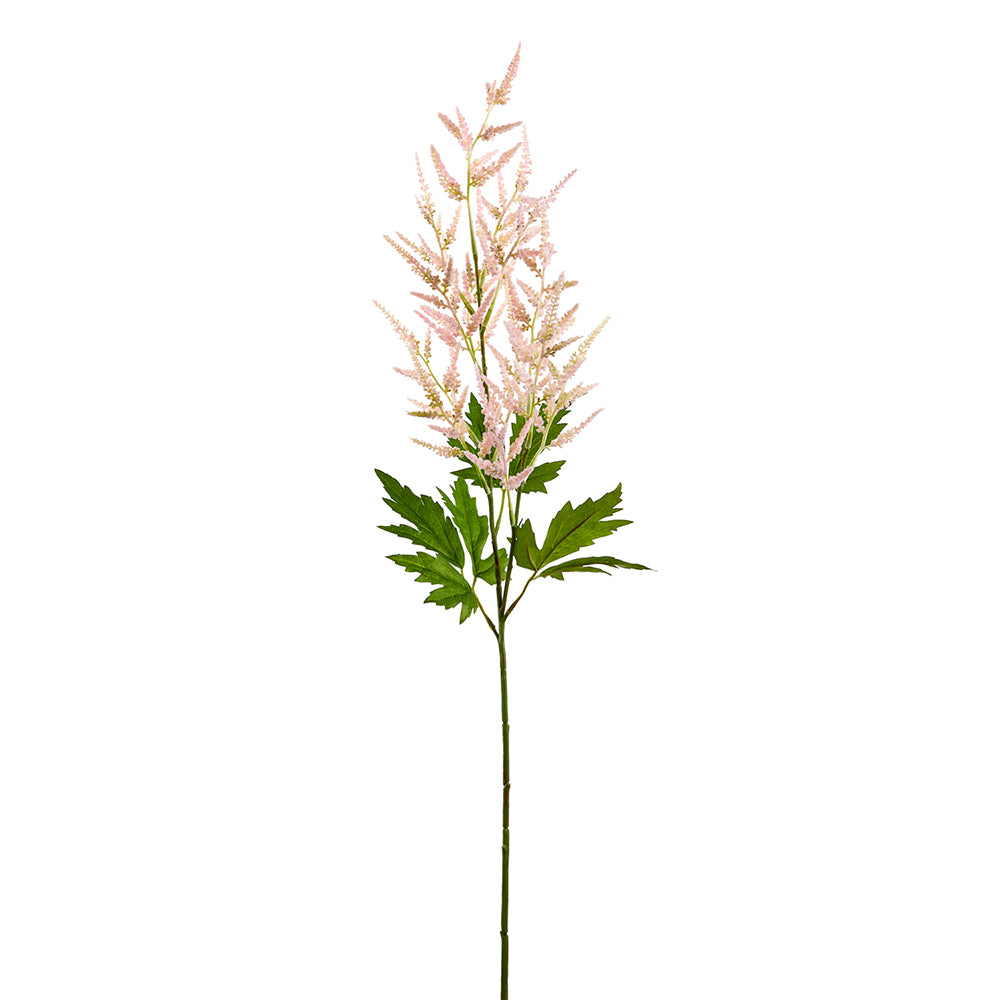 Astilbe Pink