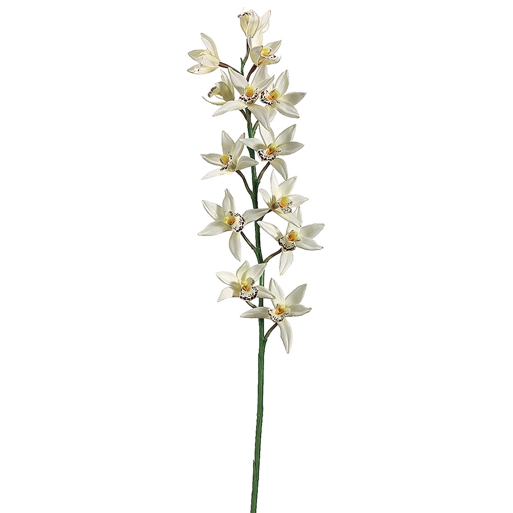 Cymbidium Spray Cr