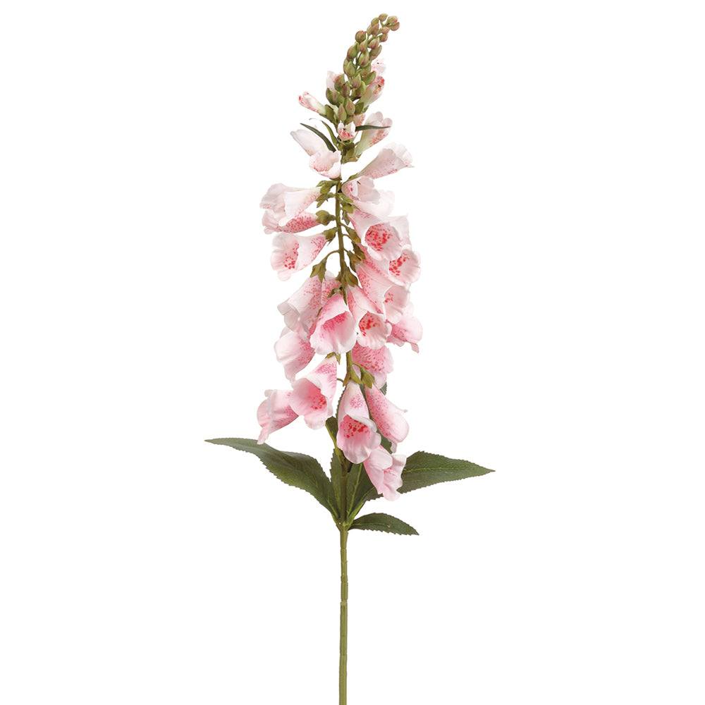 Fox Glove Pink Rose