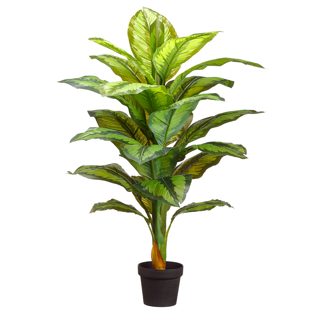 Dieffenbachia Plant In Pot