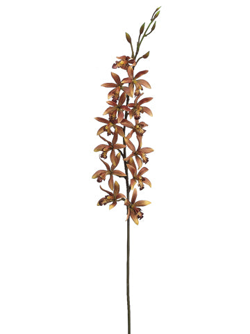 Small Cymbidium Stem