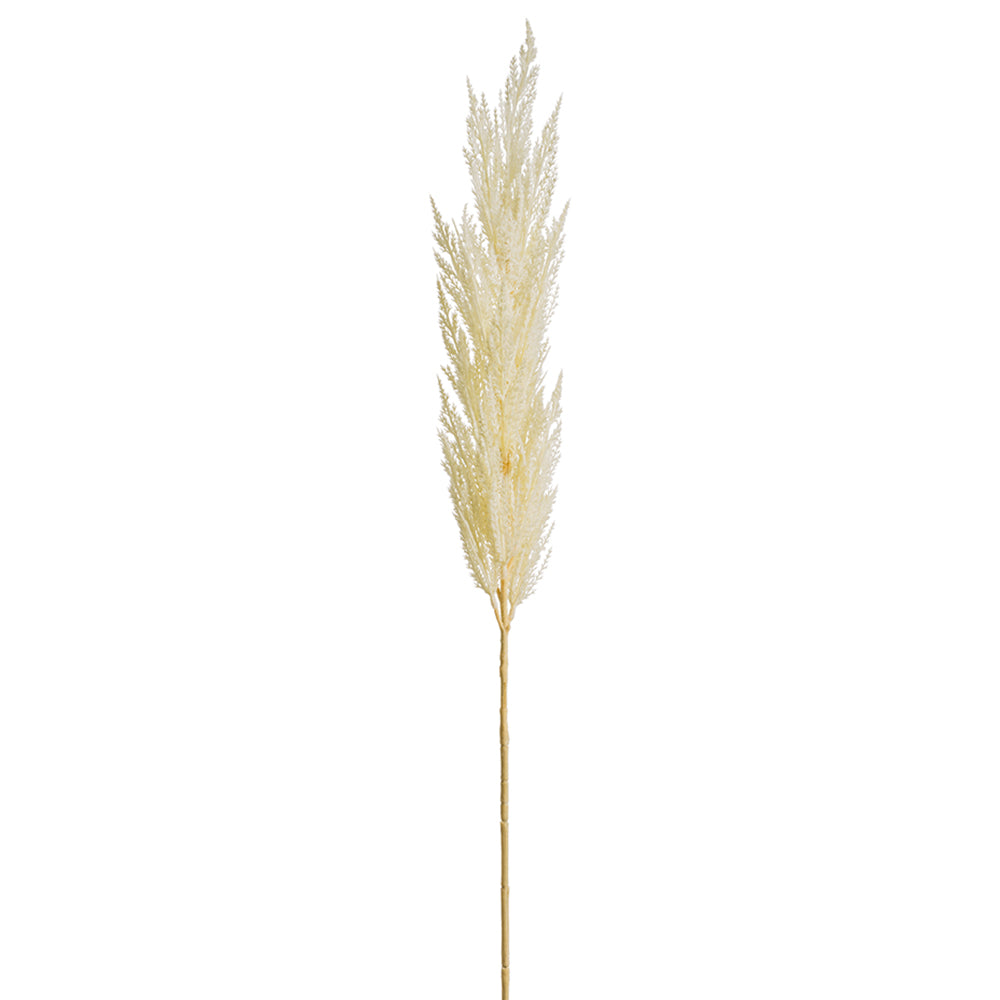 Pampas Grass - Bleached