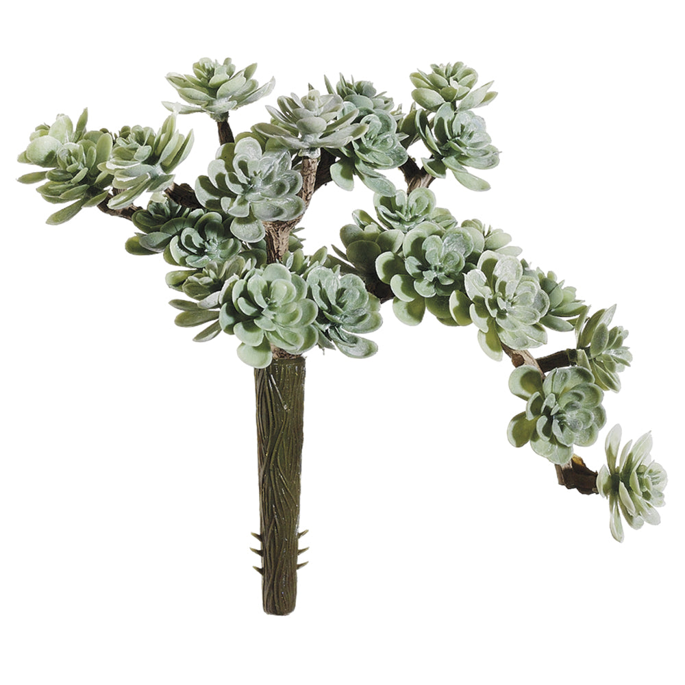Sedum Plant
