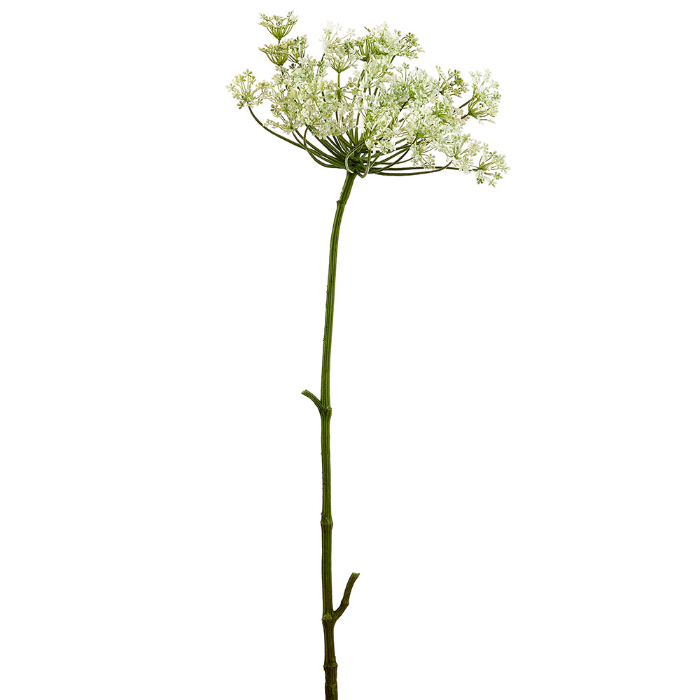 Dill Stem