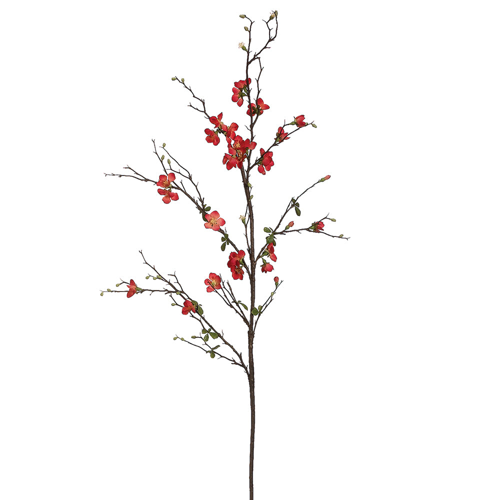 Quince Blossom Branch