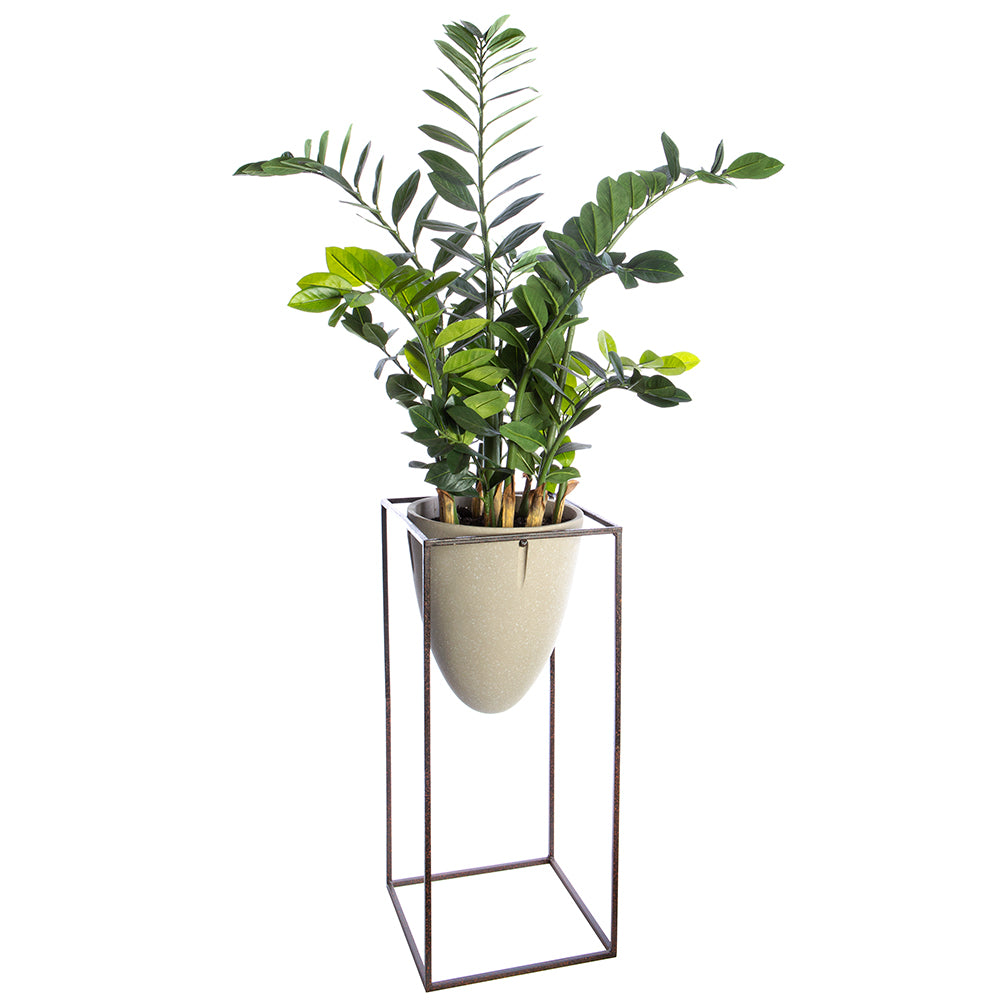 Zamioculcas Plant