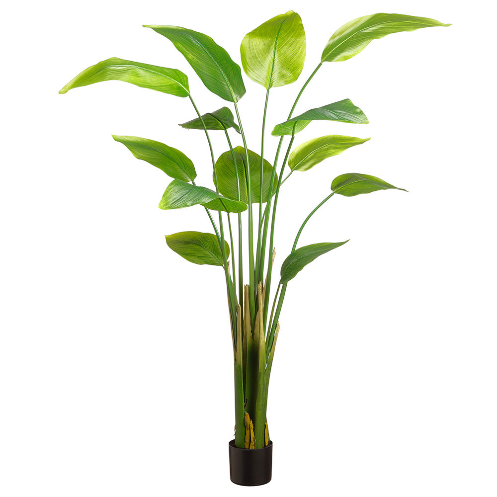 Beauty Banana Leaf Plant