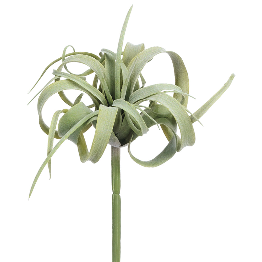 Tillandsia Air Plant