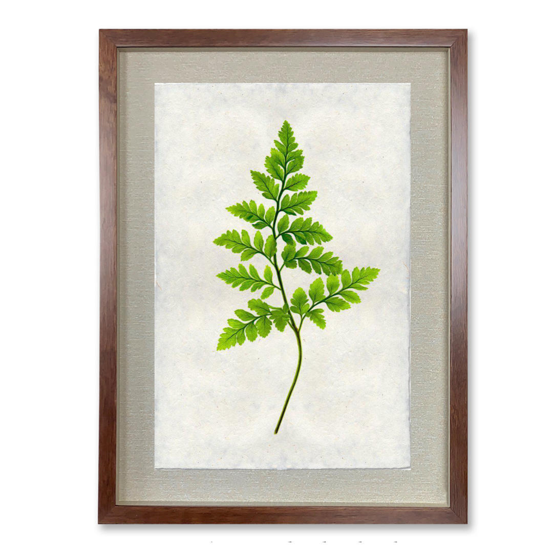 Fern #6 - Shadowbox