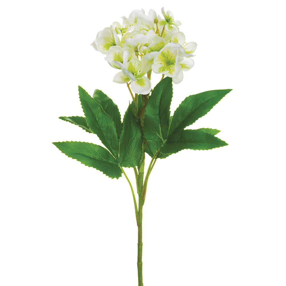 Helleborus Stem - White