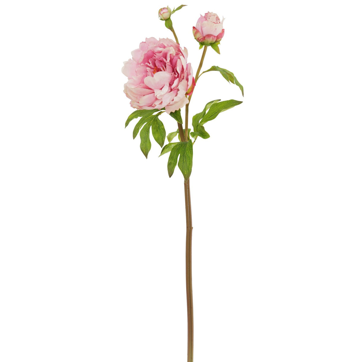Peony Stem with Bud - Pink