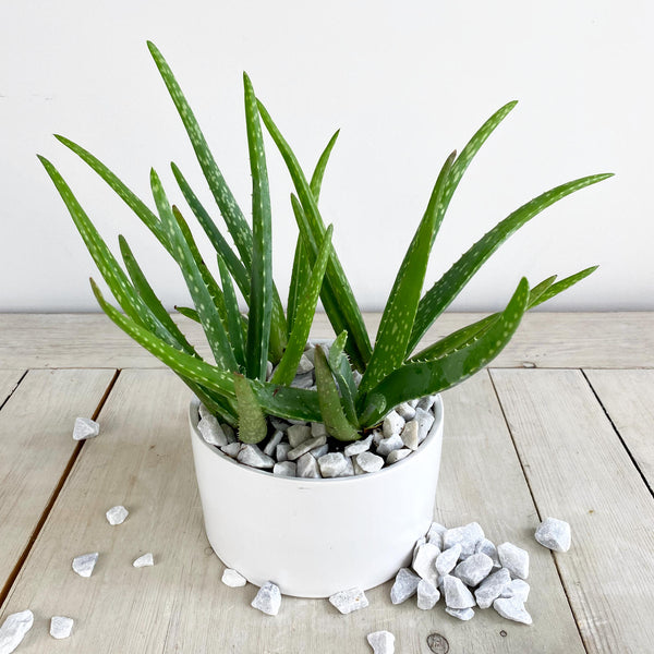aloe vera plant cost Aloe Vera Plant