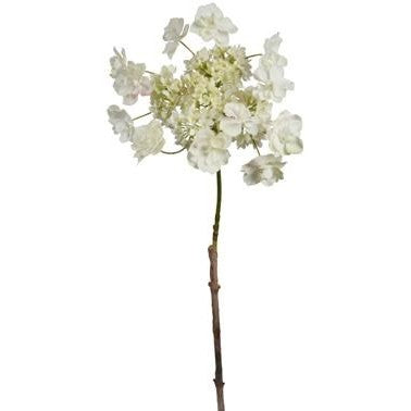 Butterfly Hydrangea - White