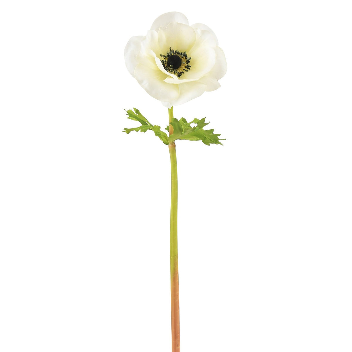 Poppy Anemone - White
