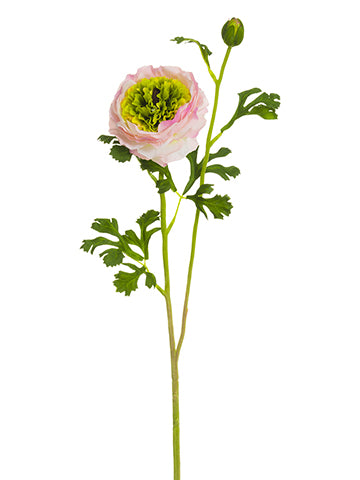 Ranunculus Stem Pink