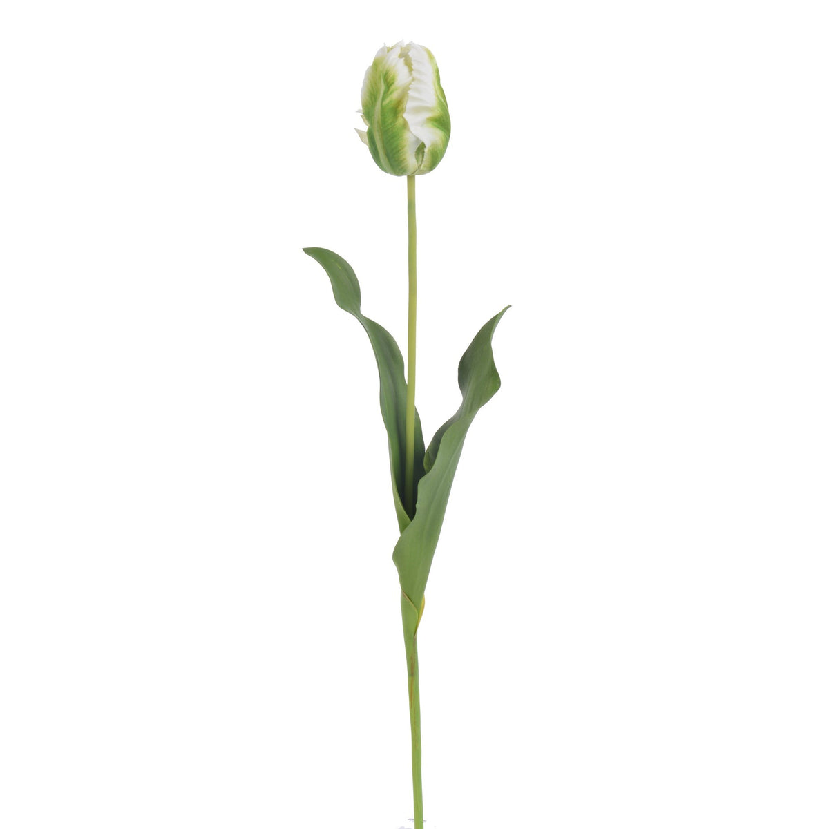 Tulip Parrot Bud