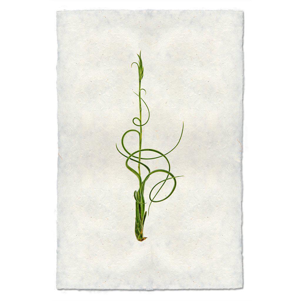 Airplant #4 (Tillandsia Capitata V. Balbisiana)