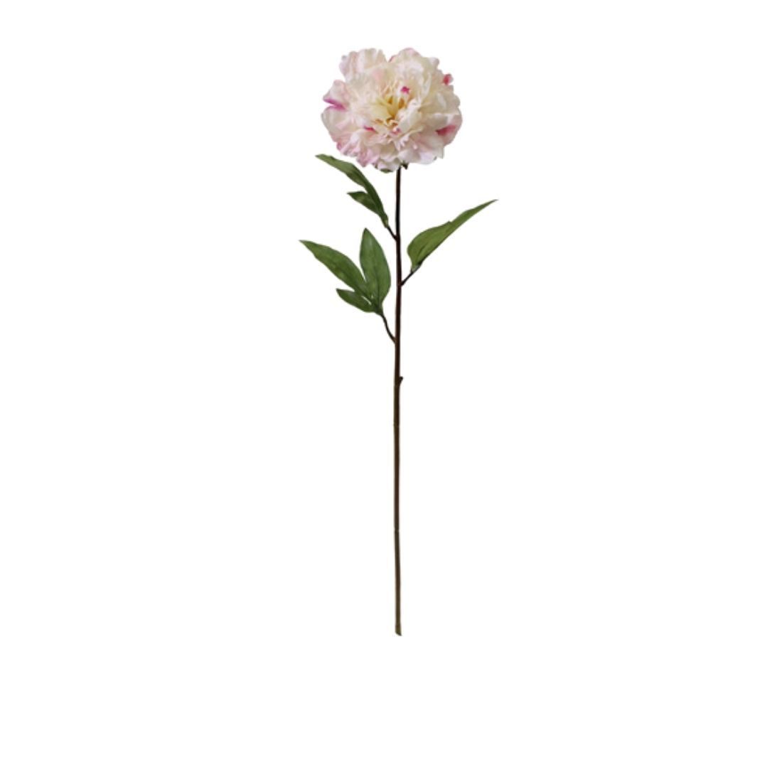Peony Stem White Pink