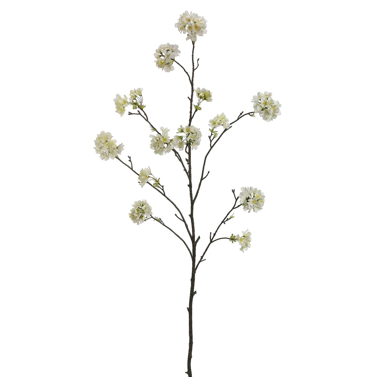 Cherry Blossom Branch