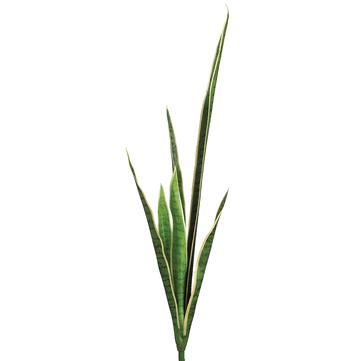 41" Mother-In-Law's Tongue