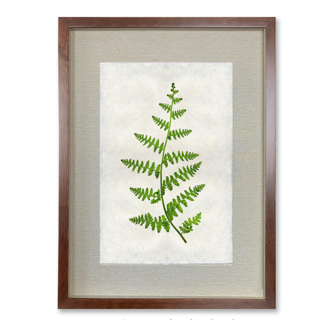 Fern #2 - Shadowbox