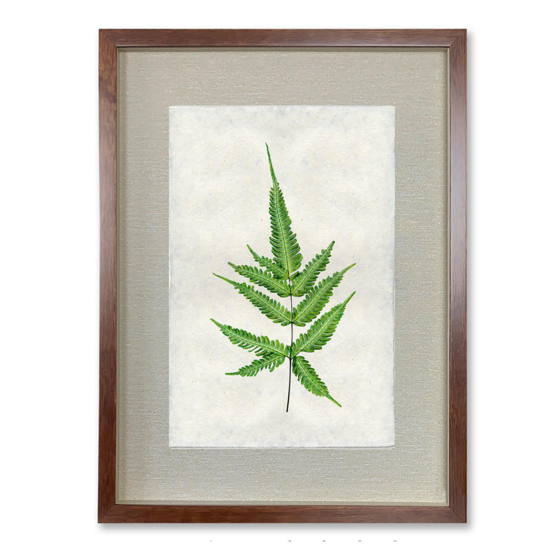 Fern #4 - Shadowbox
