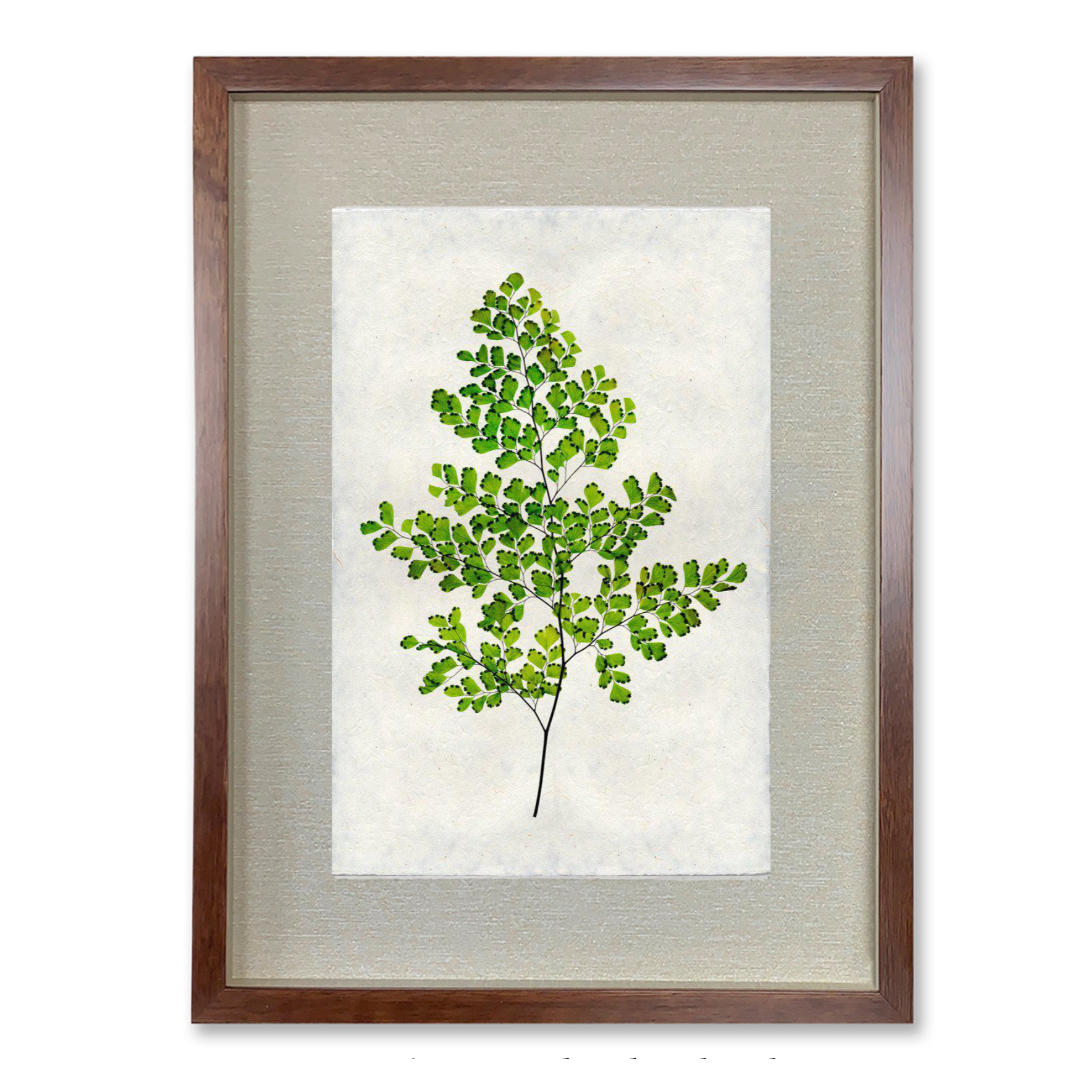 Fern #8 - Shadowbox