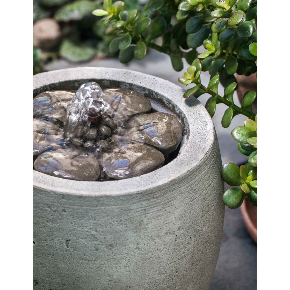 M-Series Camellia Ftn