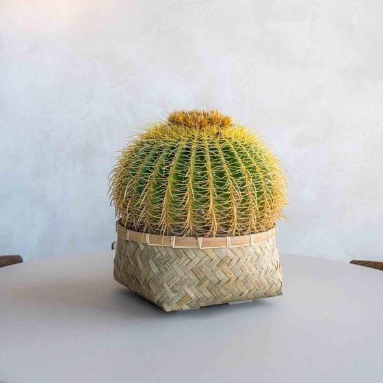 Nala Low Small - Bamboo