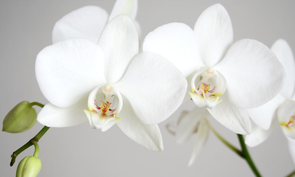 Close up or three white orchids