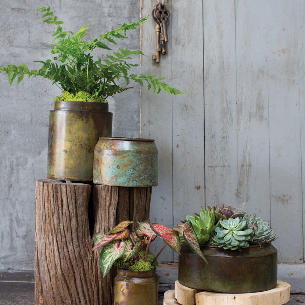 Outdoor scene, with some metal Pots and Planters with a copper finish and a rusted look, some Succulents and ferms are in the pots.