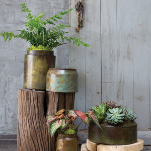 Outdoor scene, with some metal Pots and Planters with a copper finish and a rusted look, some Succulents and ferms are in the pots.