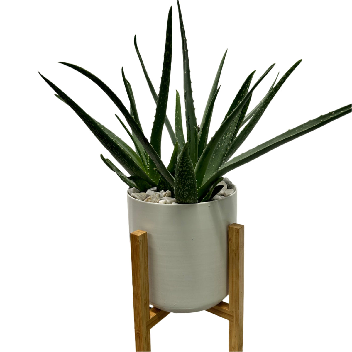 Aloe Vera Contemporary