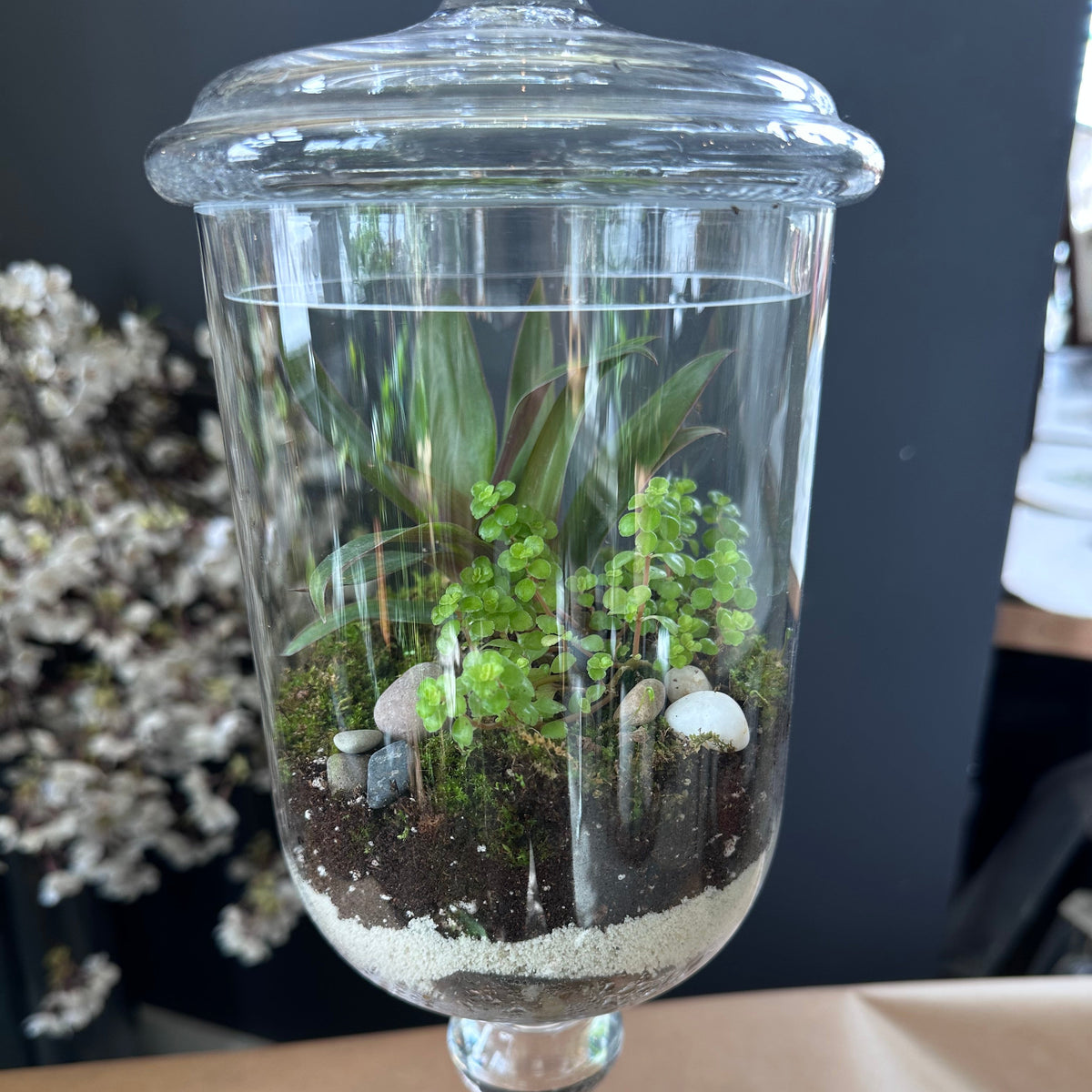 Terrarium