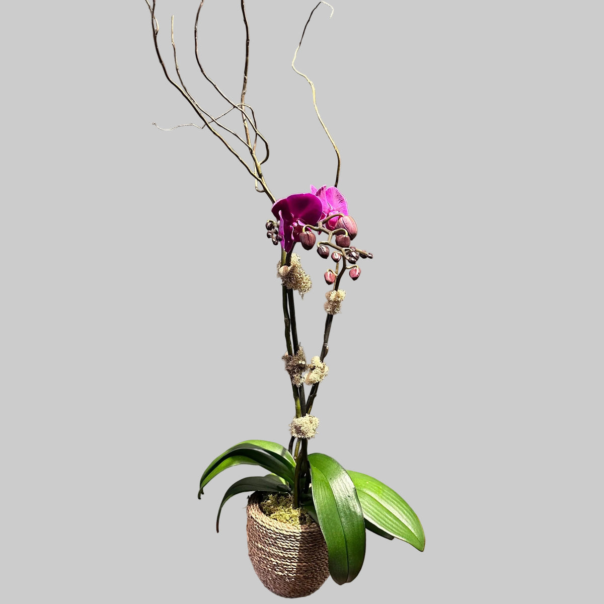 Orchid Elegance