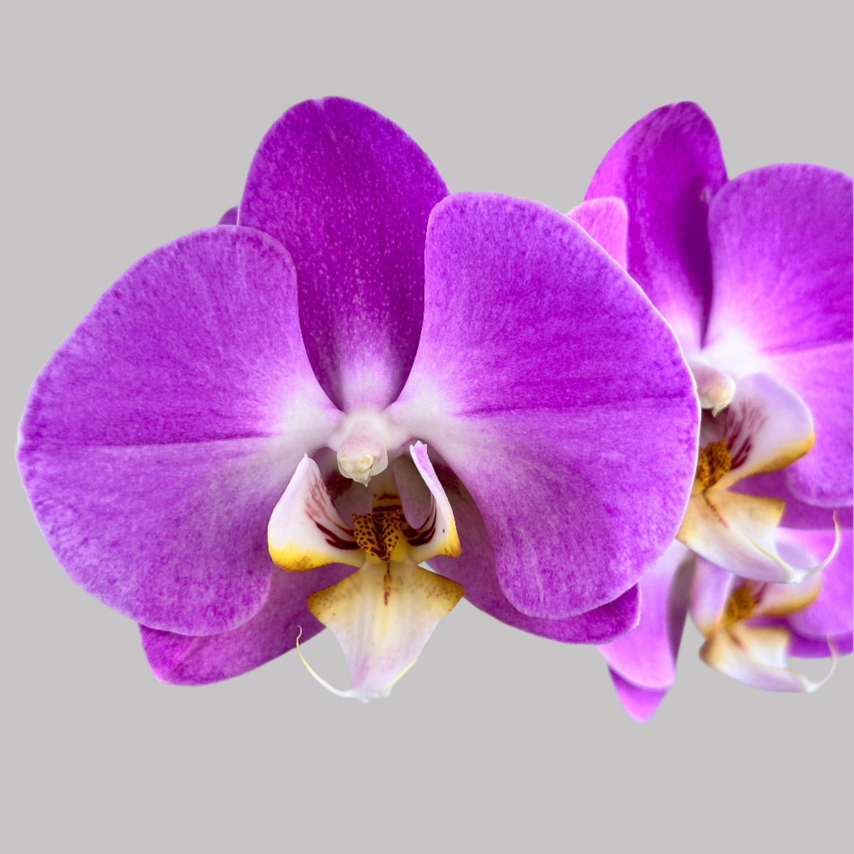 Orchid Elegance