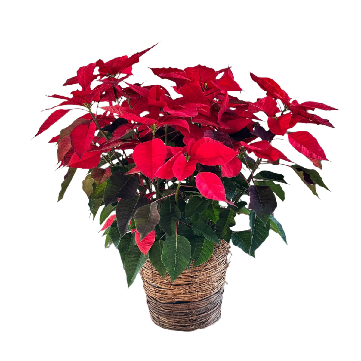 Poinsettia Plant Red