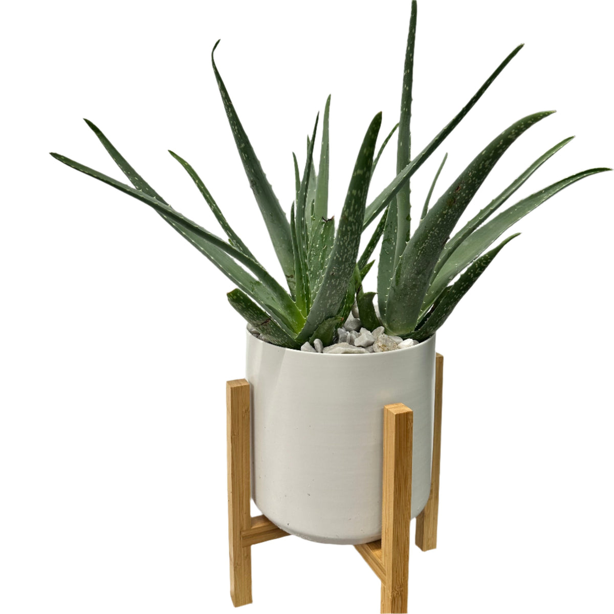 Aloe Vera Contemporary