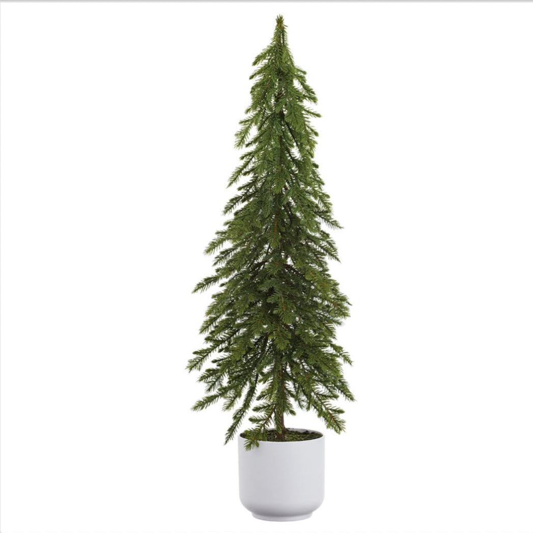Pine Tree in Pot