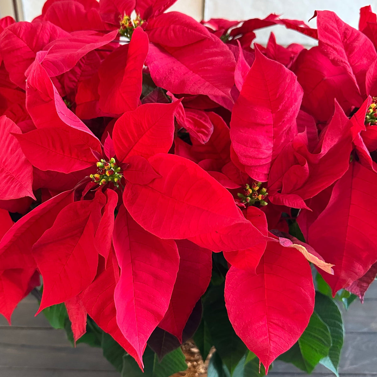 Poinsettia Plant Red