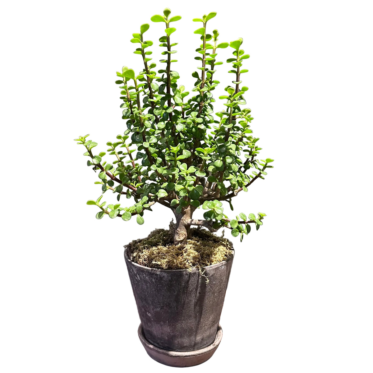 Potted Jade Plant