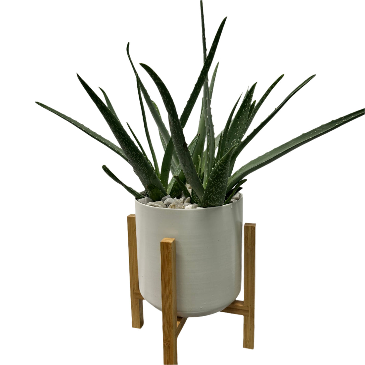 Aloe Vera Contemporary