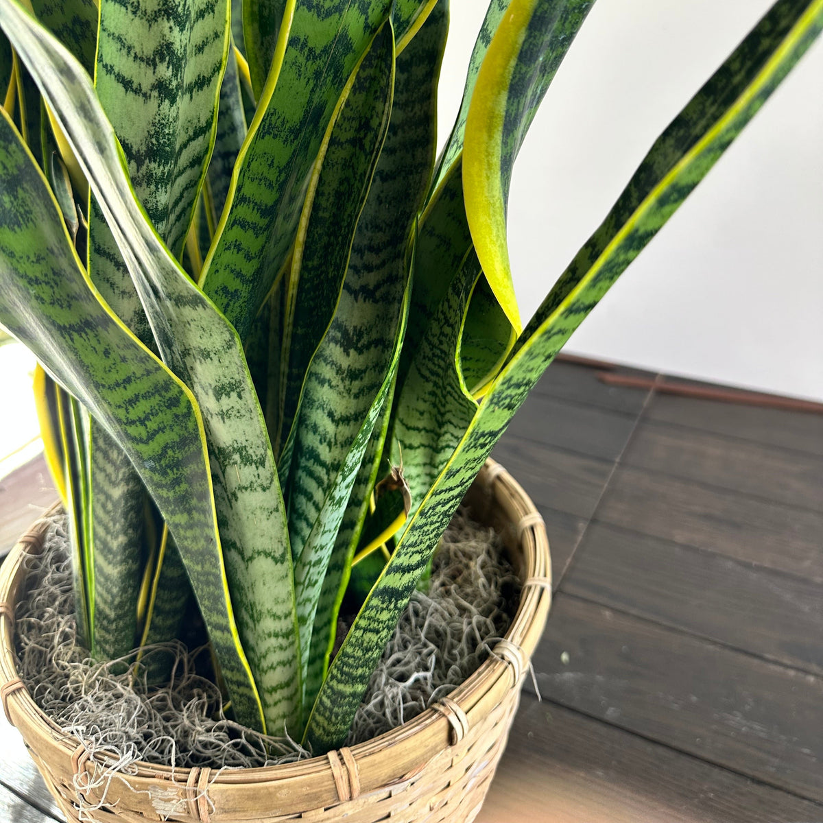 Sansevieria ( Snake Plant )