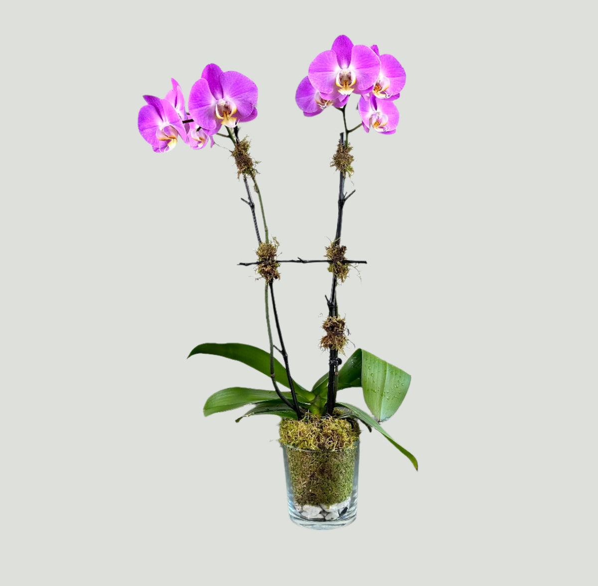 Orchid Elegance