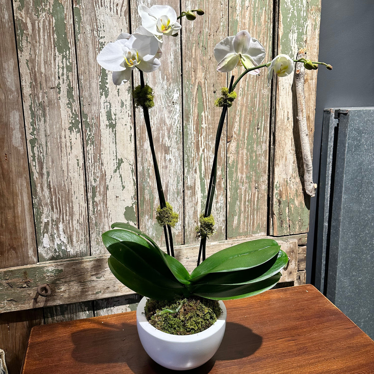 Classic White Orchid