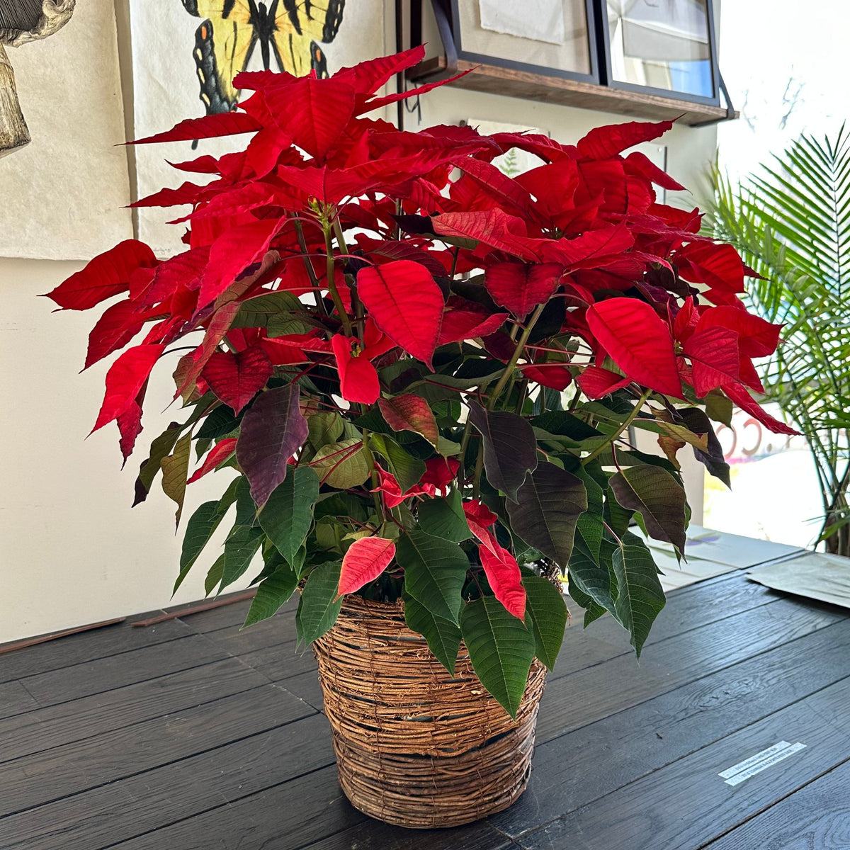 Poinsettia Plant Red