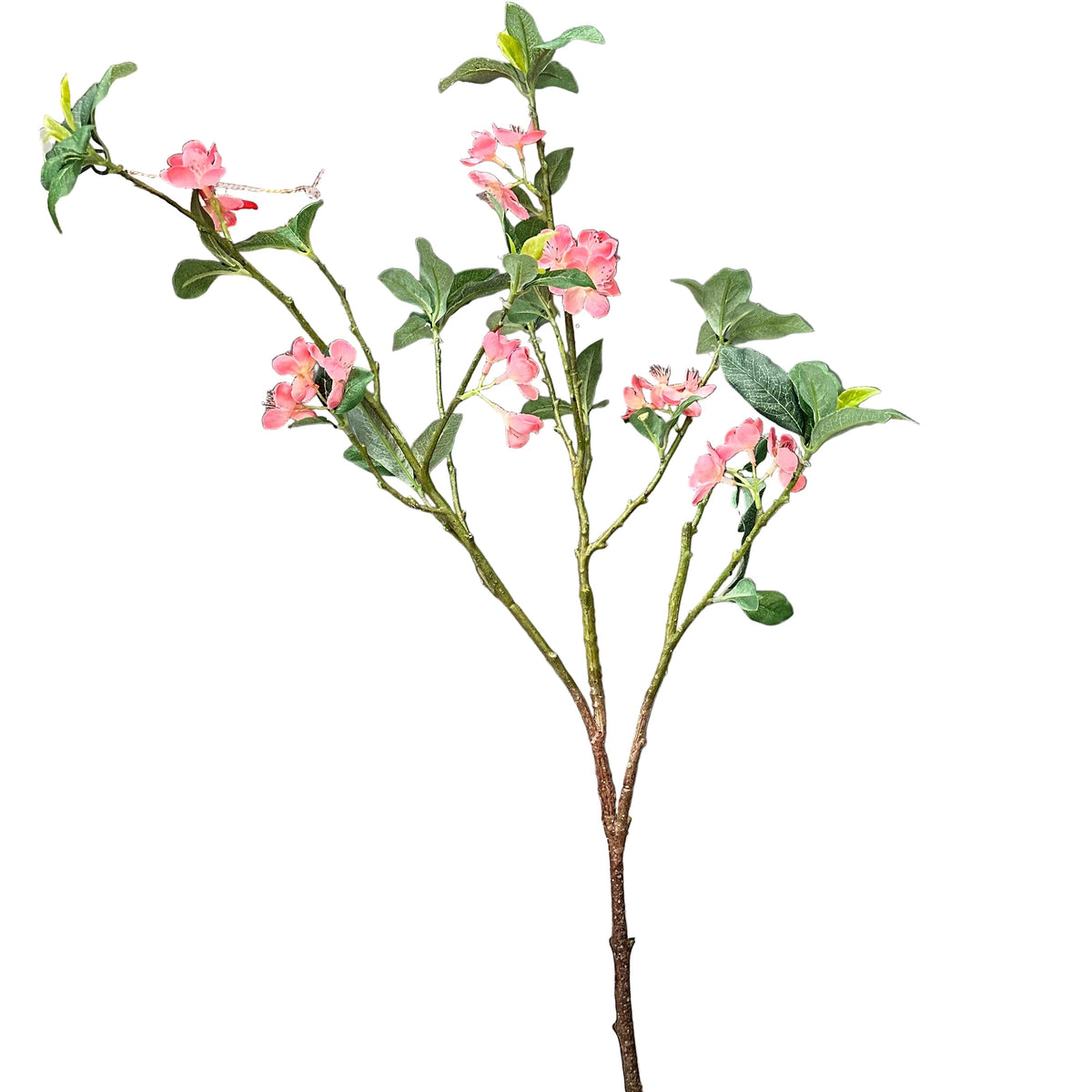 28" Japanese Quince