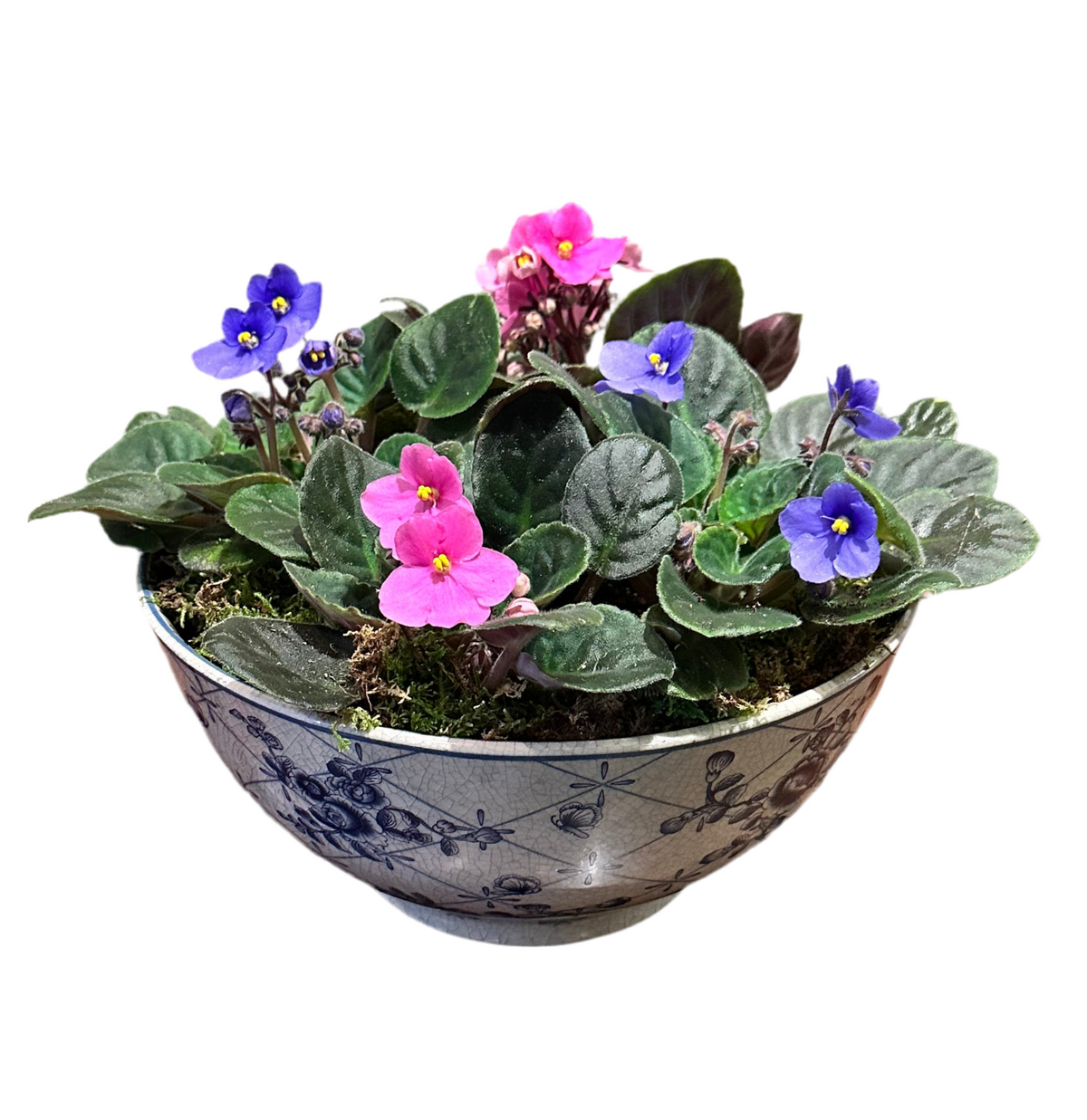 African Violets Garden